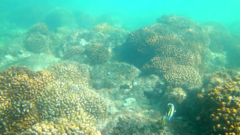 Thalassoma lucasanum