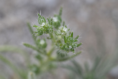 Cryptantha maritima maritima