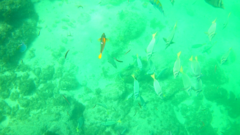 Thalassoma lucasanum