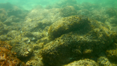 Thalassoma lucasanum