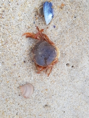 Polybius henslowii