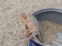 Ocypode gaudichaudii