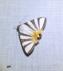 Eulepidotis preclara