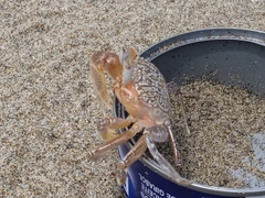 Ocypode gaudichaudii