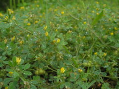 Medicago minima