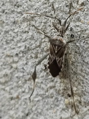 Leptoglossus jacquelinae