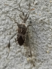 Leptoglossus jacquelinae