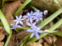 Scilla vindobonensis