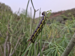 Hyles tithymali tithymali