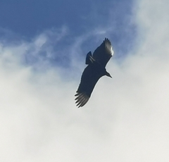 Coragyps atratus