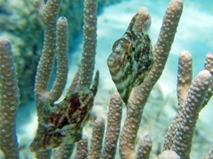 Stephanolepis setifer