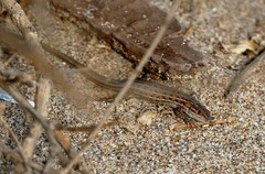 Psammodromus edwarsianus