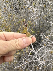 Pseudoziziphus parryi
