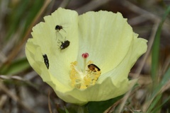 Cienfuegosia sulphurea