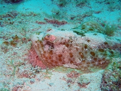 Urobatis jamaicensis