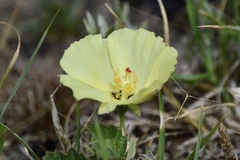 Cienfuegosia sulphurea