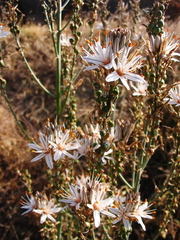 Asphodelus ramosus