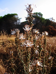 Asphodelus ramosus
