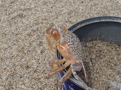 Ocypode gaudichaudii