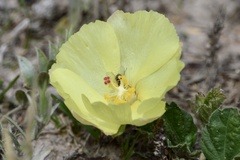 Cienfuegosia sulphurea