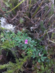 Indigofera bisacculata