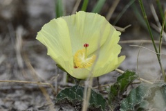 Cienfuegosia sulphurea