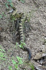 Crotalus molossus molossus