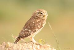 Athene noctua