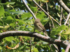 Phylloscopus collybita collybita