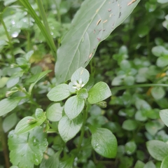 Stellaria media