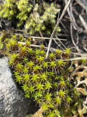 Syntrichia
