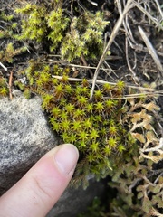 Syntrichia