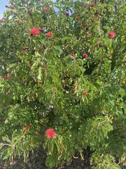 Calliandra haematocephala