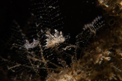Eubranchus