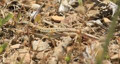 Acanthodactylus erythrurus