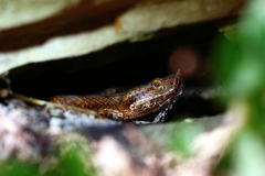 Vipera ammodytes