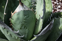 Agave oteroi