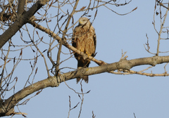 Milvus milvus milvus