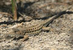 Acanthodactylus erythrurus