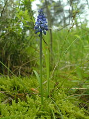 Muscari