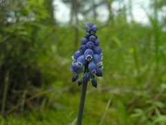 Muscari