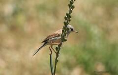 Curruca communis