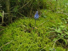 Muscari