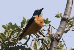 Monticola saxatilis