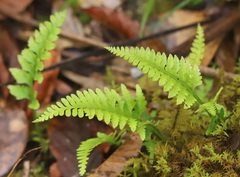 Athyriaceae