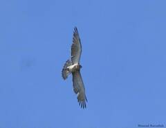 Circaetus gallicus