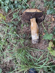Boletus fibrillosus