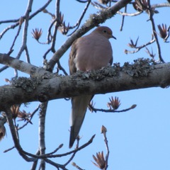 Zenaida macroura carolinensis