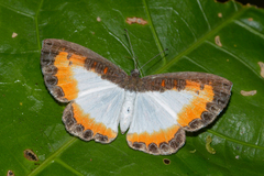 Nymphidium caricae