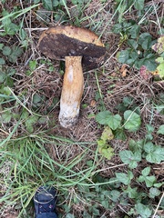 Boletus fibrillosus